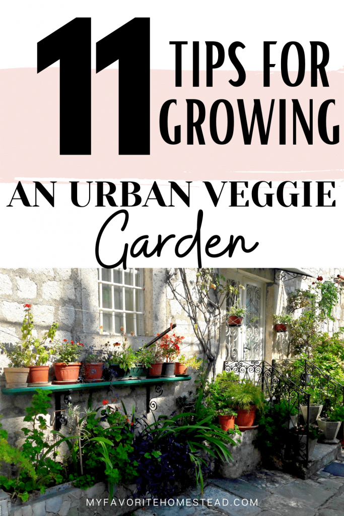 veggie garden in containers with text "11 tips for growing an urban veggie garden"