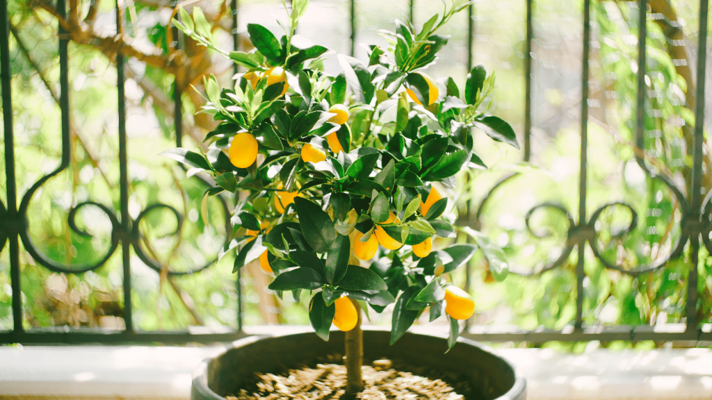 fruit tree in a container