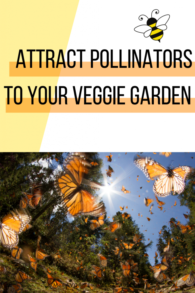 orange butterflies with text attract pollinators to your veggie garden