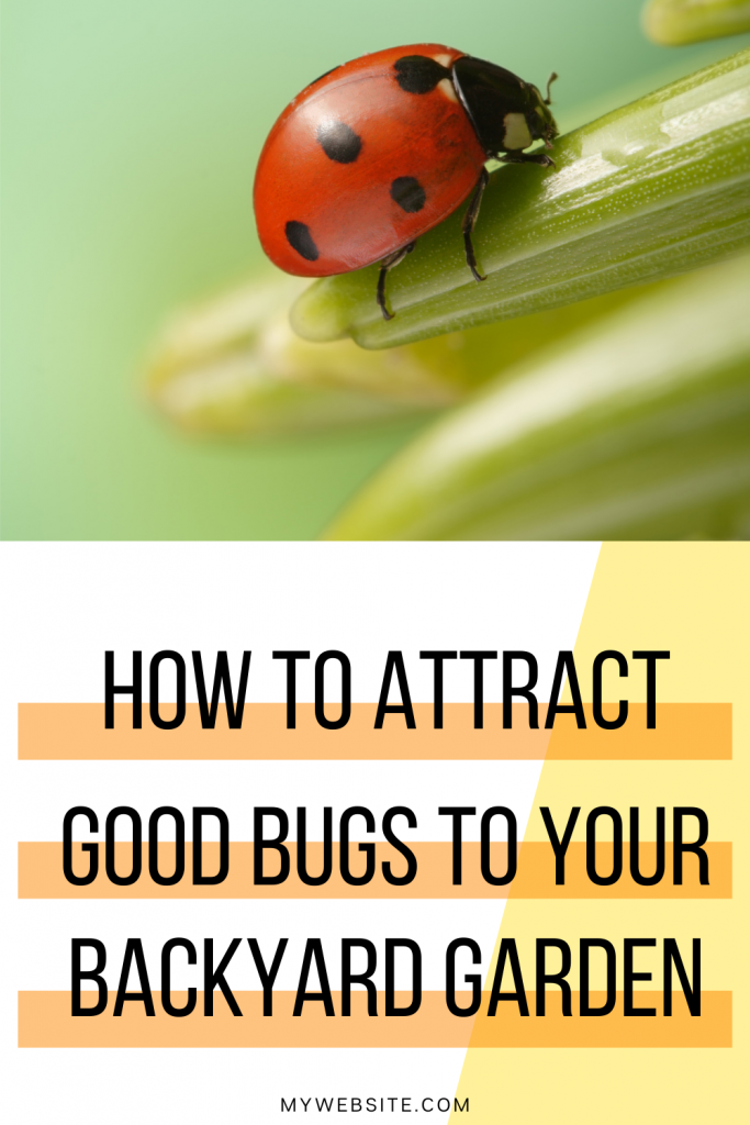 ladybug with text how to attract good bugs to your backyard garden