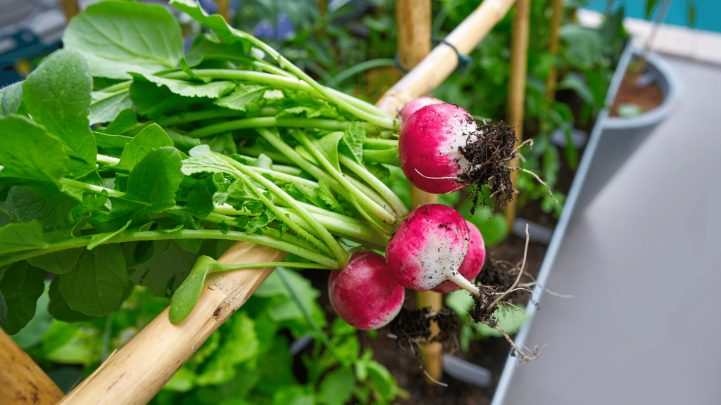 radishes