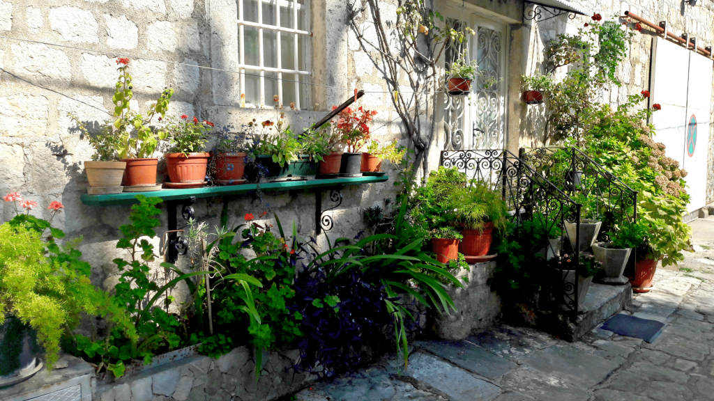 urban homestead with plants in conatiners