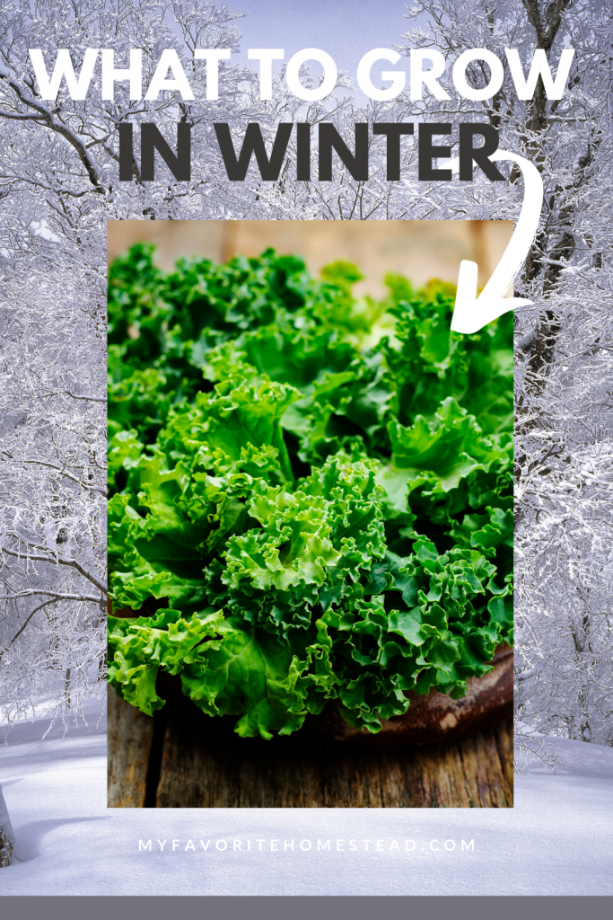 Looking for vegetables to grow in winter months, without having the plants die? In this article, we explain cold tolerant vegetables to grow this winter and that survive cold climates, perfect for beginner gardeners and homesteaders. Tap to read more from My Favorite Homestead | Gardening and Homesteading Tips