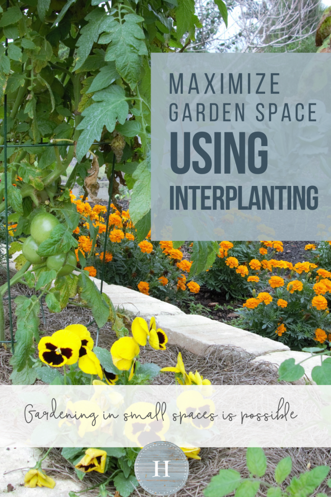 Ready to start small gardening, without a large plot of land? In this article, we explain how to use interplanting and maximize garden space, perfect for beginner gardeners. Tap to read more from myfavoritehomestead.com