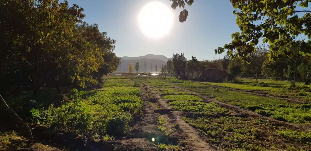 sunny vegetable garden